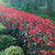Photinia fraseri 'Red Robin' Hedge