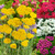 Achillea Collection