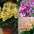 Antirrhinum Antirinca Collection