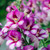 Antirrhinum Antirinca Collection