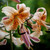 Tiger Lily Collection (6 Varieties)