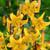 Tiger Lily Collection (6 Varieties)