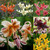 Tiger Lily Collection (6 Varieties)