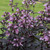 Penstemon Dark Leaf Collection