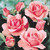 Rose Queen Elizabeth Hedging