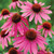 Katie Townsend - ‘Pollinator’ collection