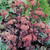Sedum 'Purple Emperor'