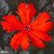 Lychnis Molten Lava (9cm Pot)