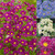 Aster novi-Belgii Collection