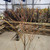 Willow Flamingo Hedging