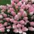 Hydrangea Paniculata Unusual Collection