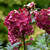 Hydrangea Paniculata Unusual Collection