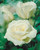 Fragrant HT Rose Collection