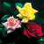 Lucky Dip Roses (HT/Floribunda)