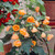 Abutilon Collection