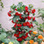 Abutilon Collection