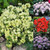 Rhododendron Collection