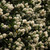 Ceanothus Collection