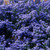 Ceanothus Collection