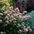 Ceanothus Collection