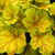 Heuchera Luxury Collection 9cm