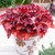 Heuchera Luxury Collection 9cm