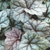 Heuchera Luxury Collection 9cm
