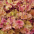 Heuchera Luxury Collection 9cm
