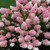 Hydrangea Paniculata Unusual Collection 2