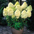 Hydrangea Paniculata Unusual Collection 2