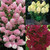 Hydrangea Paniculata Unusual Collection 2