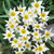 Tulip 'Turkestanica'