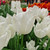 Tulip White Marvel (Saver Sized Bulbs)