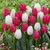 Tulip Christmas Marvel 10/11cm