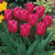 Tulip Christmas Marvel 10/11cm