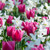 Tulip Christmas Marvel 10/11cm
