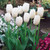Tulip 'Diana'