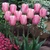 Tulip 'Rosalie'