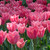Tulip 'Albert Heijn'
