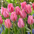 Tulip 'Albert Heijn'