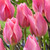 Tulip 'Albert Heijn'