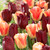 Tulip 'National Velvet'