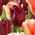 Tulip 'National Velvet'