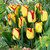 Tulip 'Cape Town'