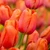 Tulip 'Avignon'