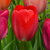 Tulip 'Van Eijk'