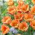 Tulip Apricot Foxx