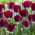 Tulip Kansas Proud