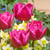 Tulip Queen of Marvel