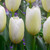 Tulip 'Francoise'